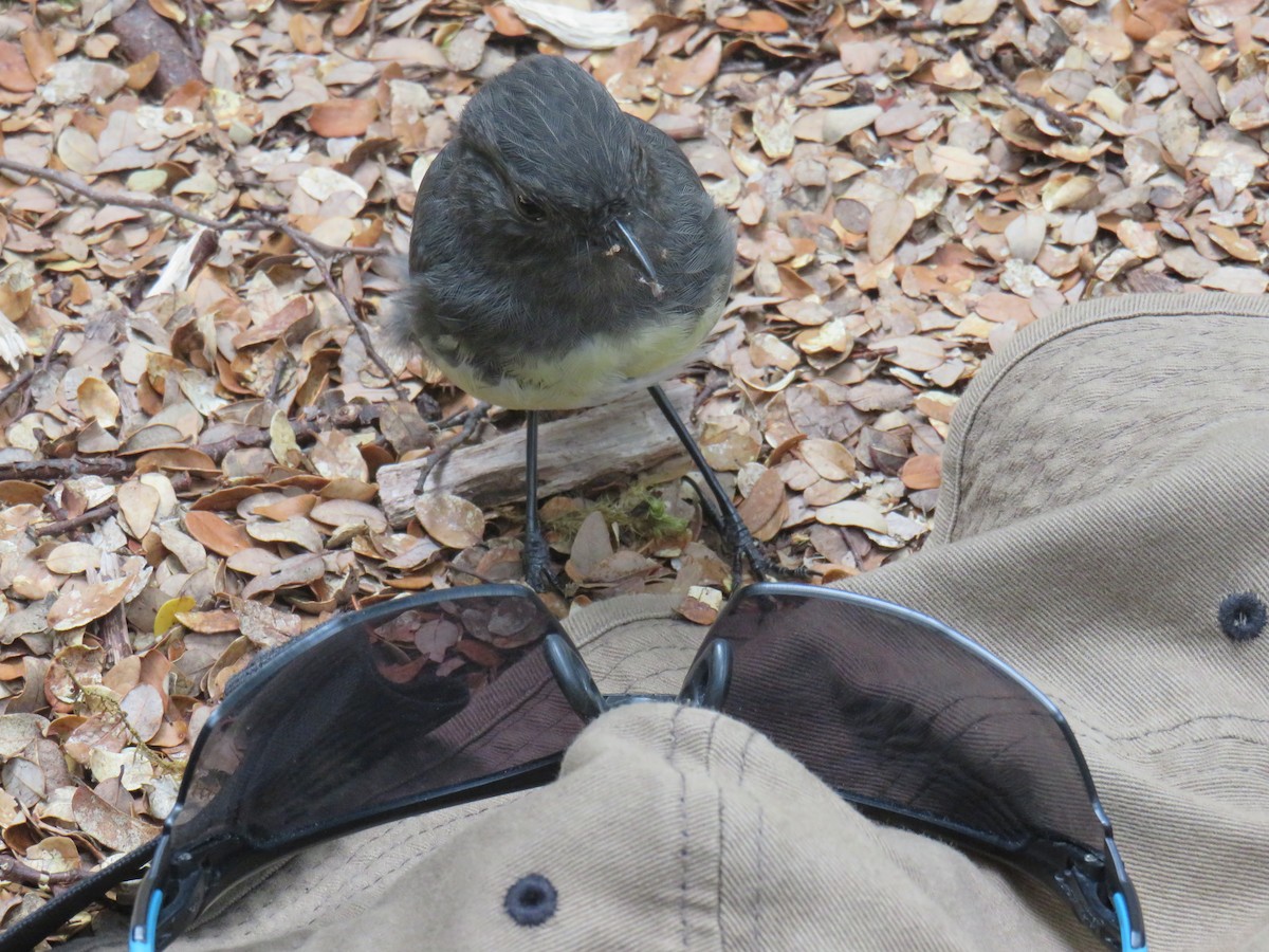 South Island Robin - ML135757071