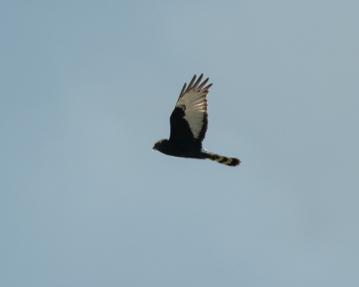 Black Harrier - ML135757941