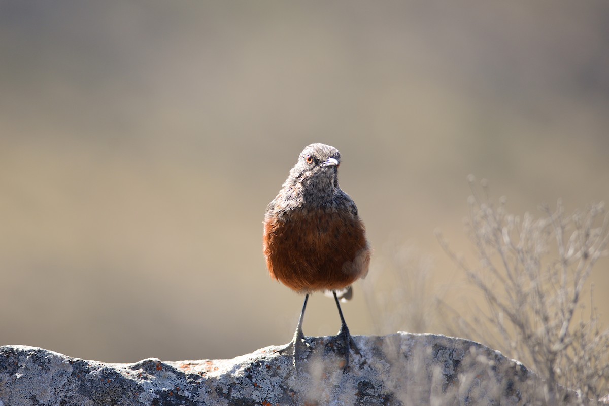 Cape Rockjumper - ML135759861