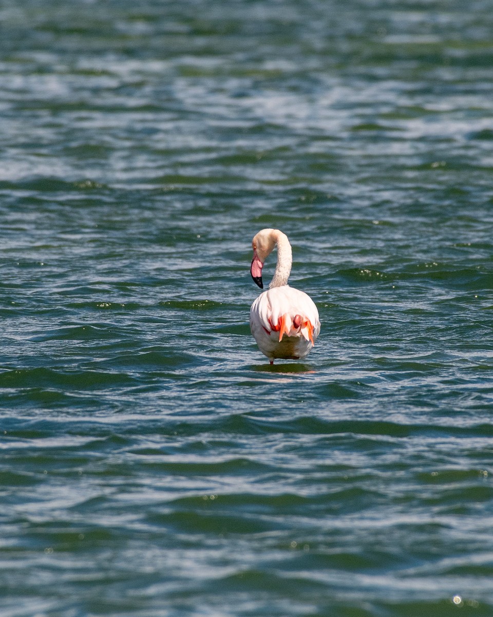 rosenflamingo - ML135760271