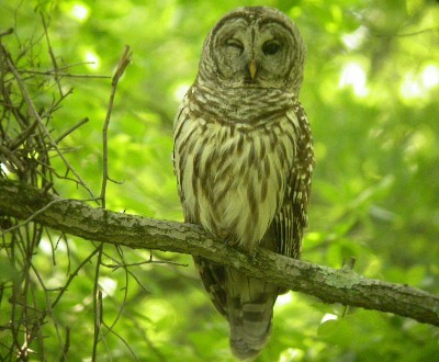 Barred Owl - ML135761521