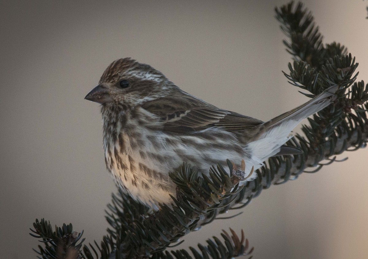 Purple Finch - Vernon Buckle