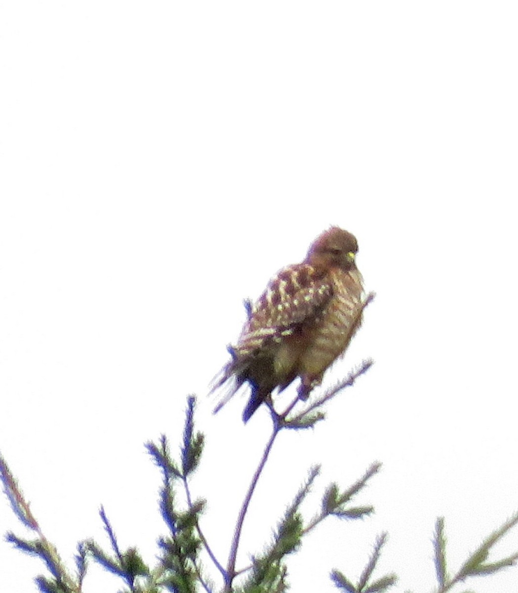 Red-shouldered Hawk - ML135762521