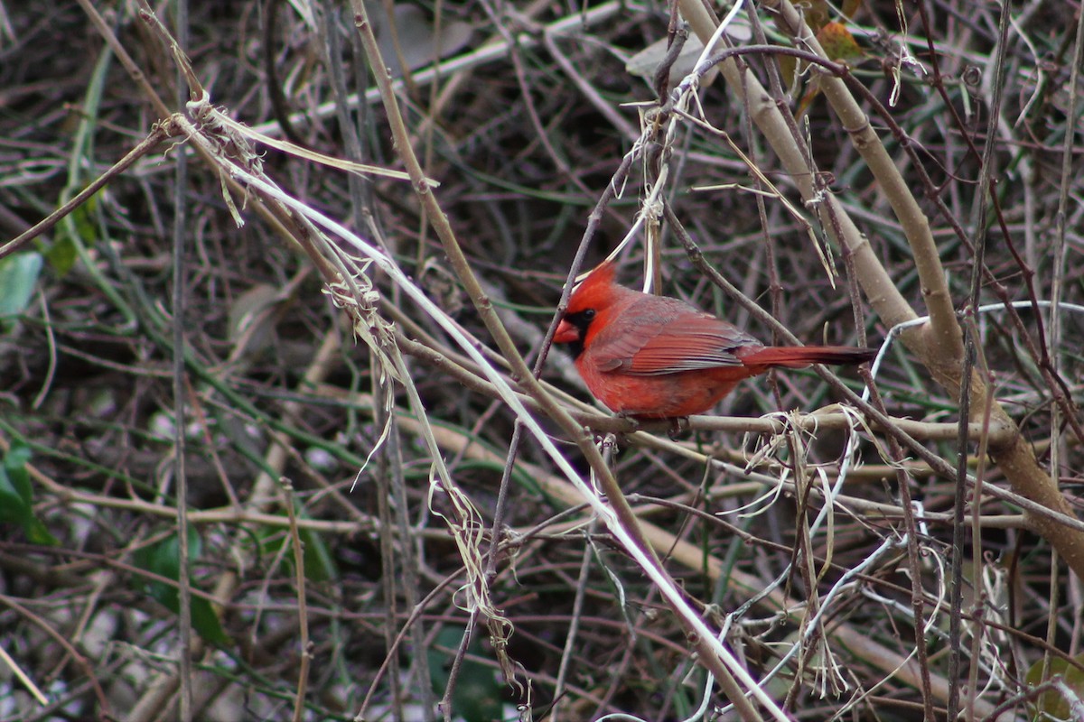 Cardinal rouge - ML135763081
