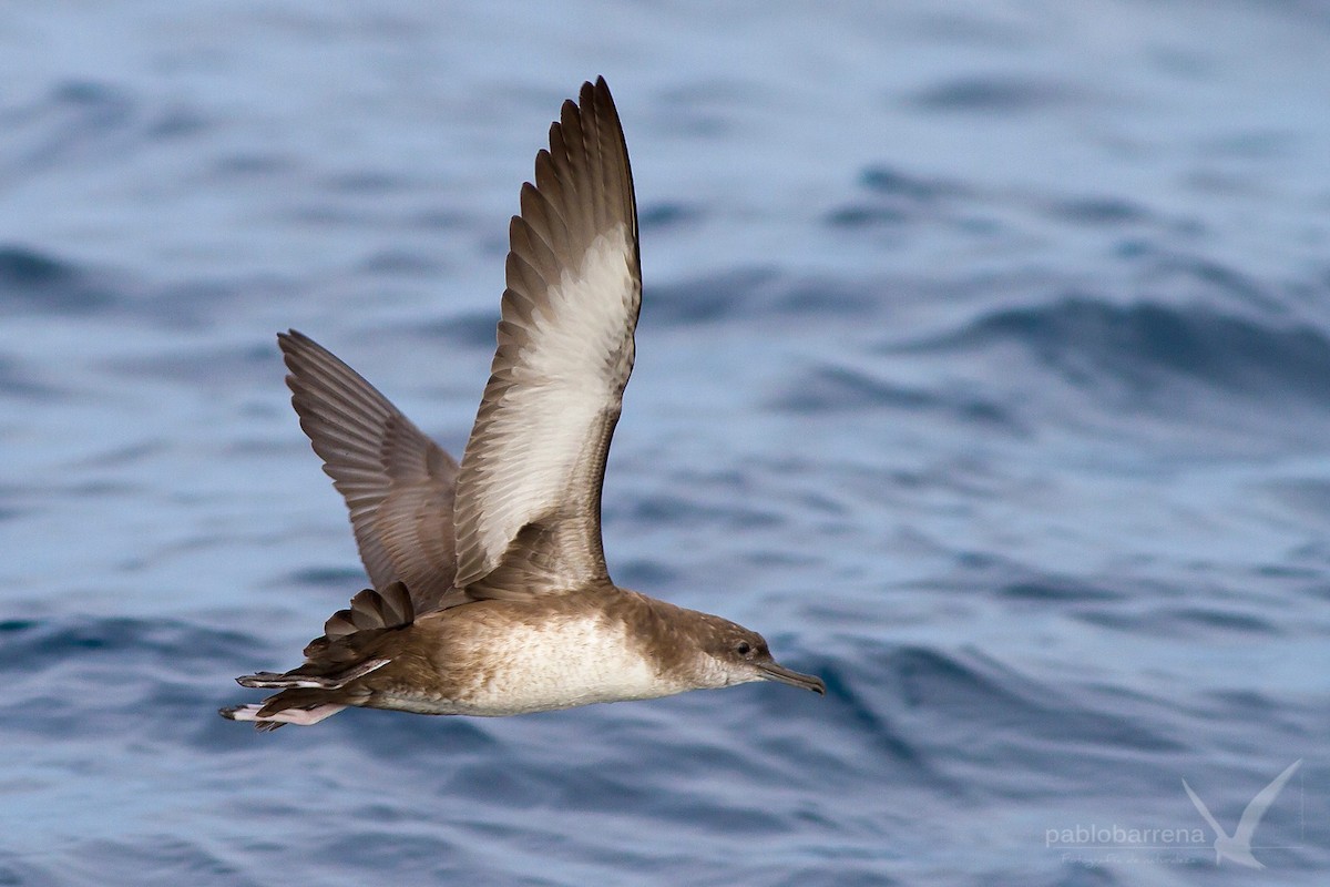 Balearic Shearwater - ML135765311