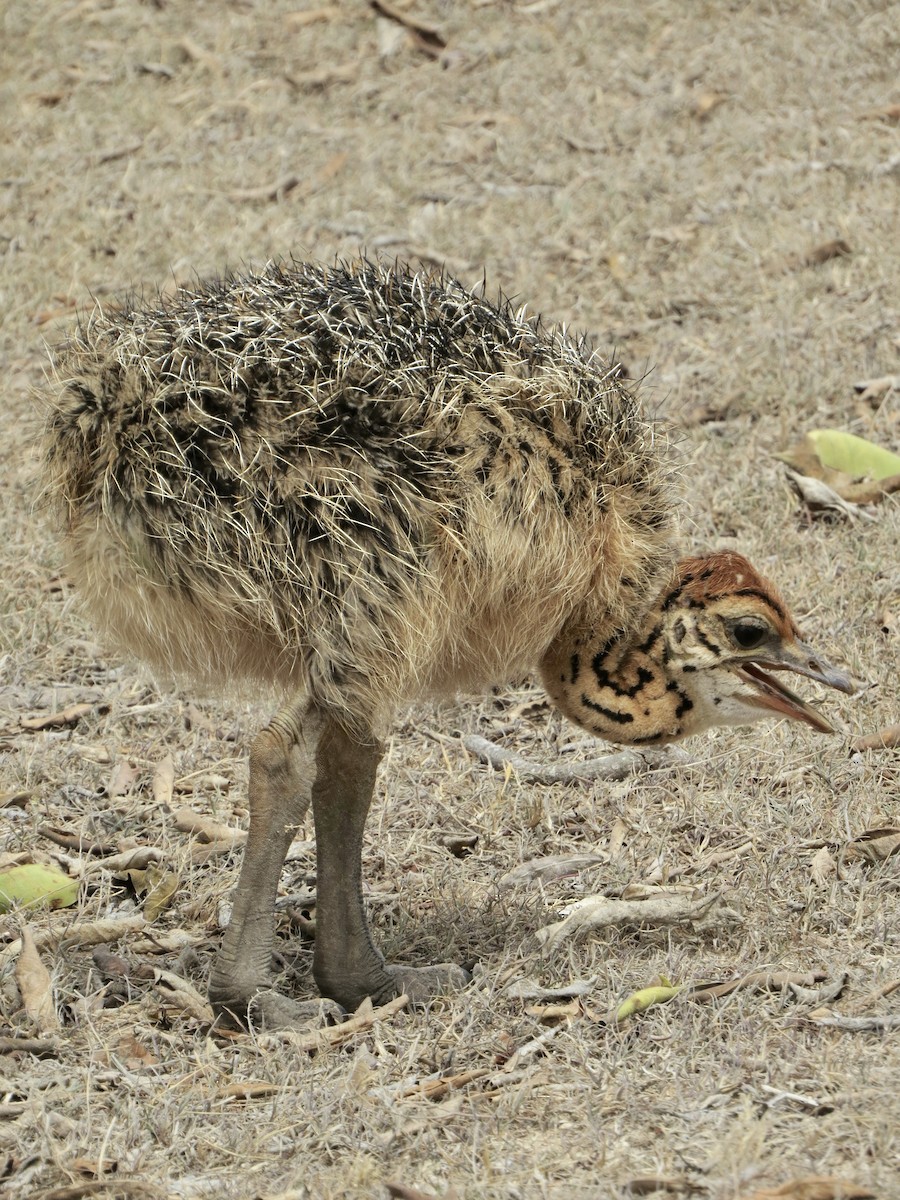 Common Ostrich - ML135765941