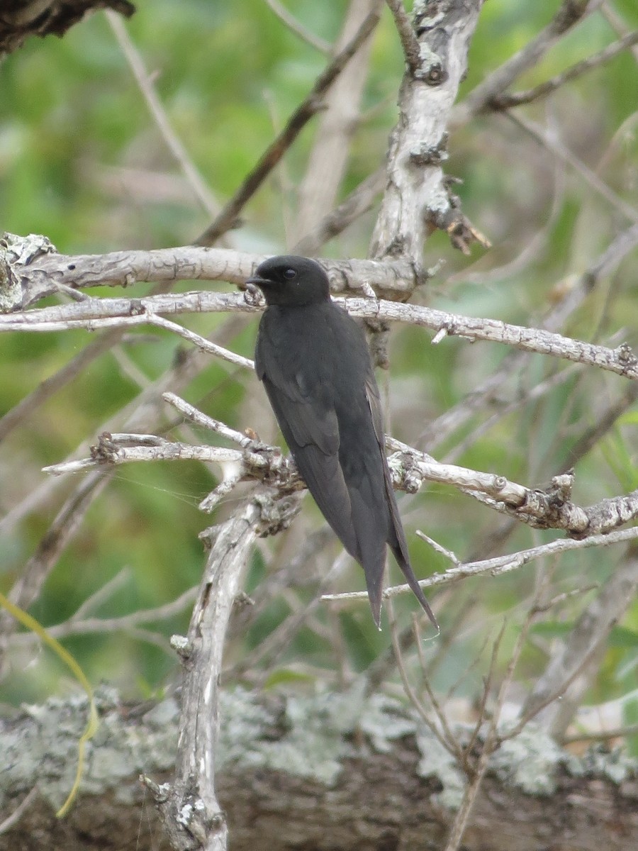 Golondrina Negra - ML135766151