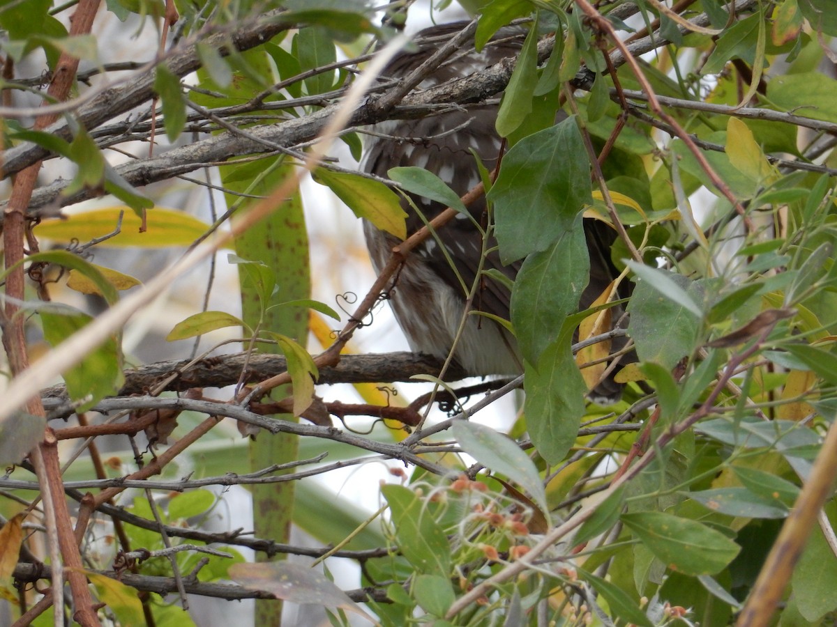 Northern Saw-whet Owl - ML135766401
