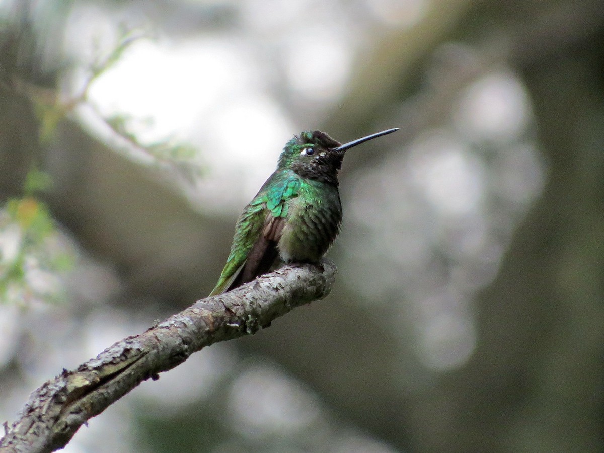 Violettkron-Brillantkolibri - ML135768731