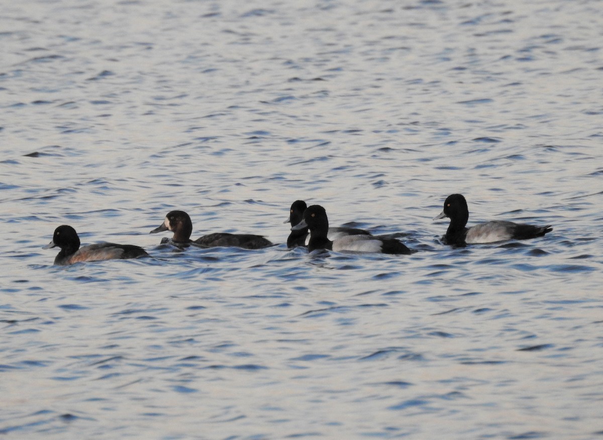 Greater Scaup - ML135771121
