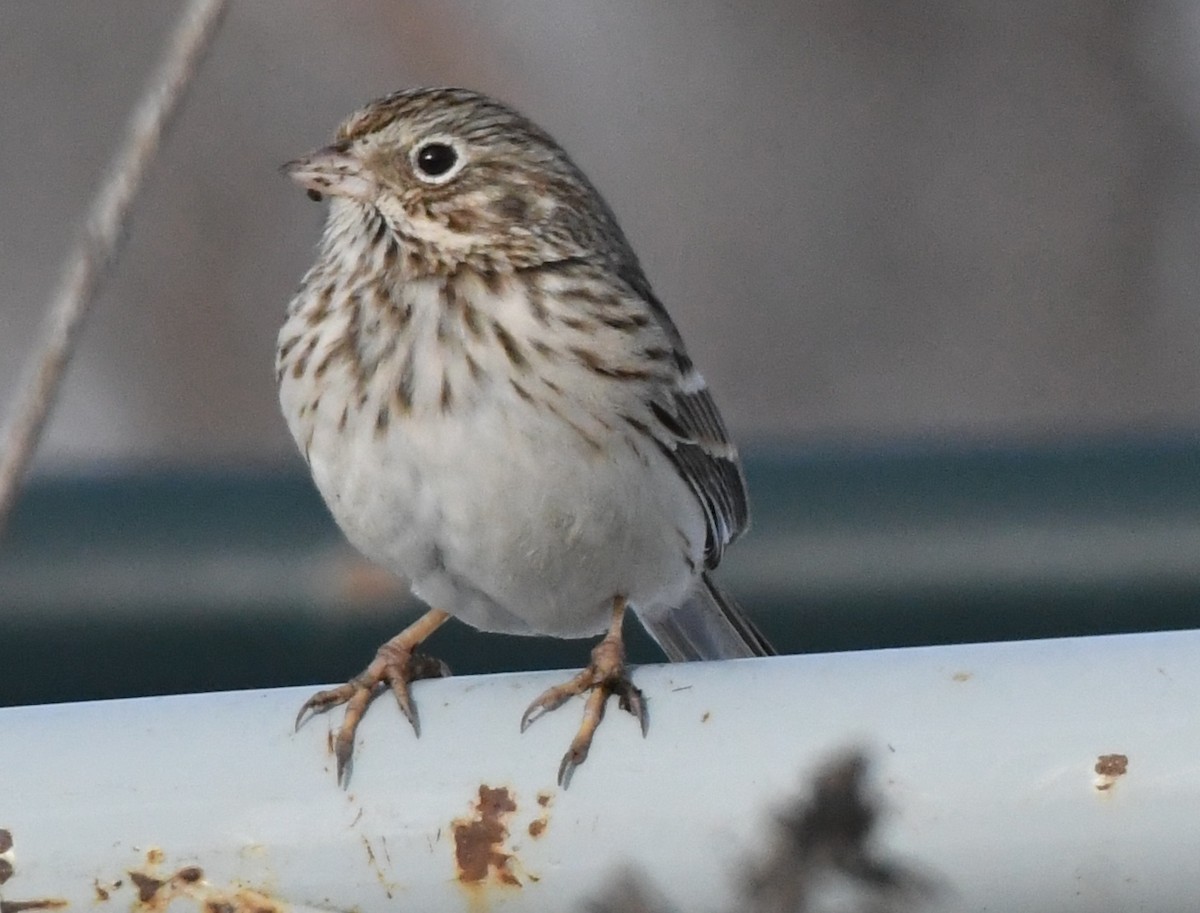 Vesper Sparrow - ML135771871