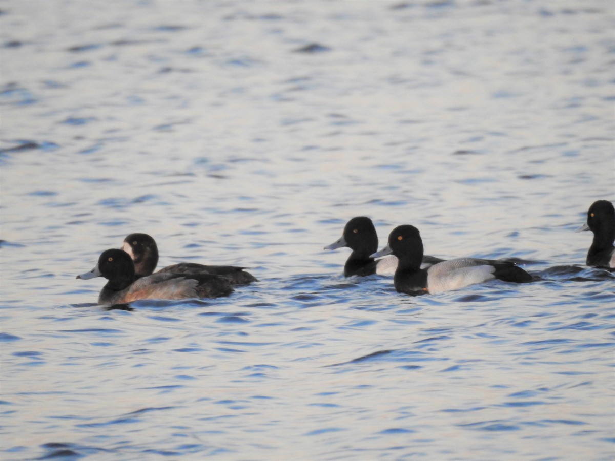 Greater Scaup - ML135771941