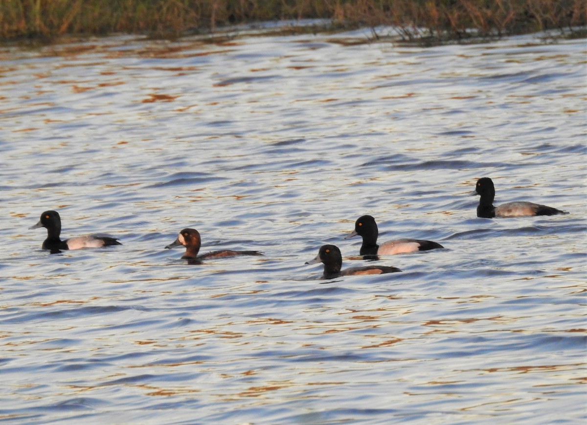 Greater Scaup - ML135772371