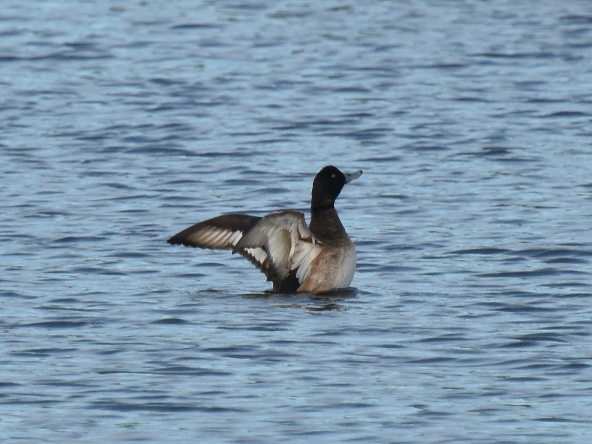 Greater Scaup - ML135772431