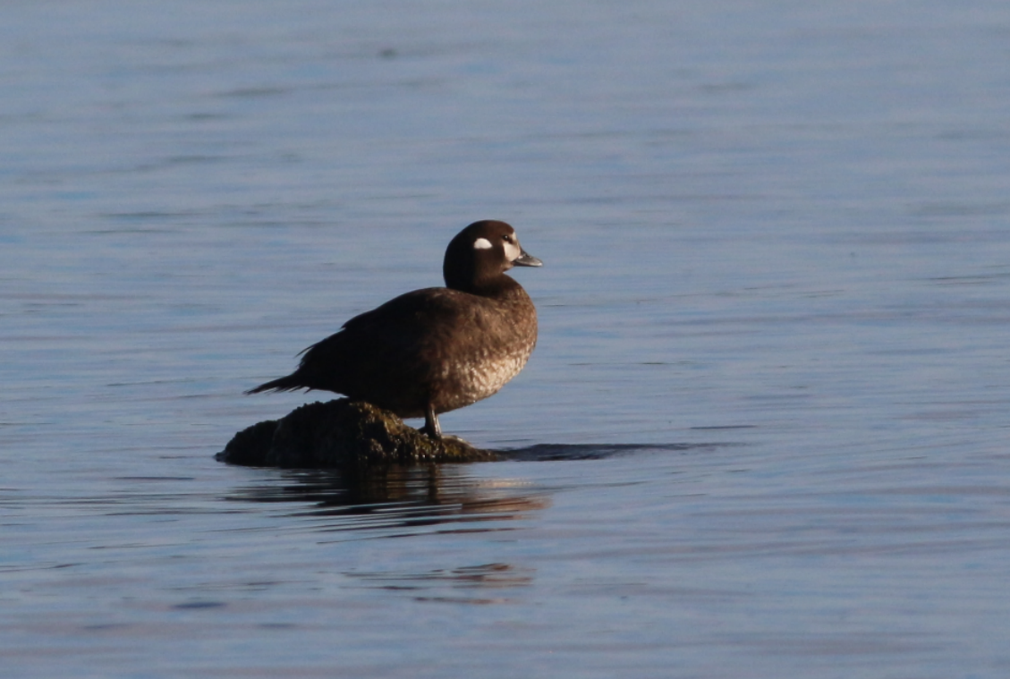 Harlequin Duck - Greg Meyer