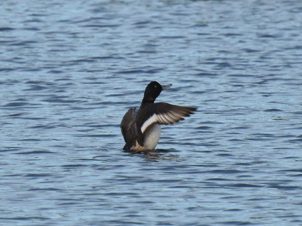 Greater Scaup - ML135772451