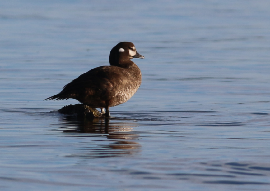 Harlequin Duck - ML135772491