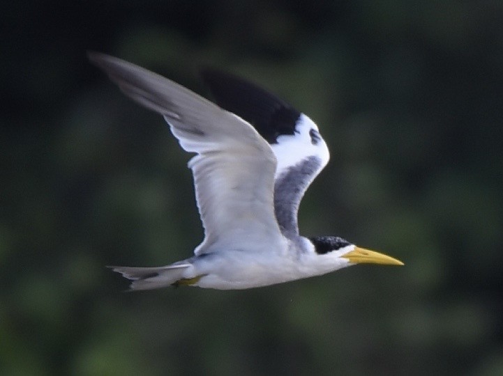 Large-billed Tern - ML135772701