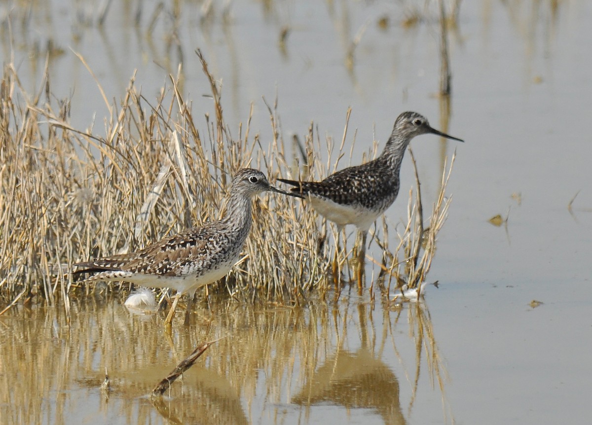 Lesser Yellowlegs - Ryan O'Donnell