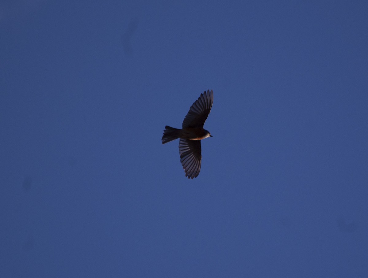 Western Bluebird - Owen Sinkus