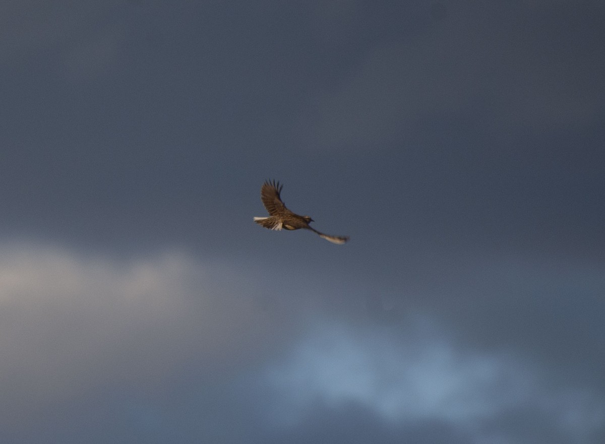 Western Meadowlark - ML135775351