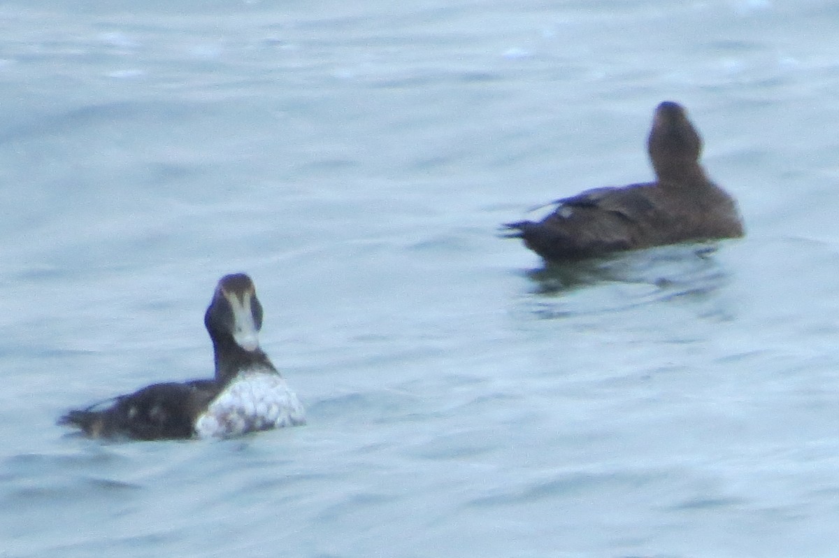 Eider arrunta - ML135776881