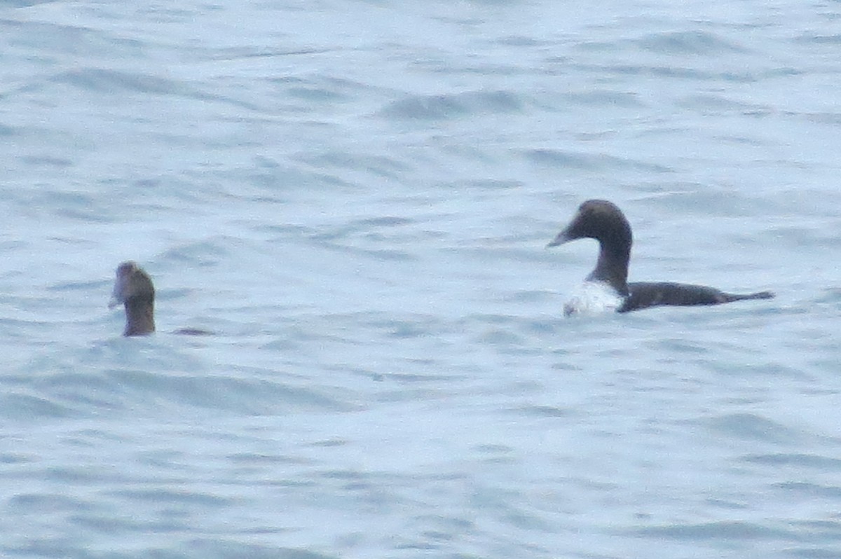 Common Eider - ML135776911