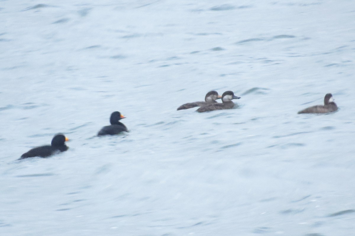 Black Scoter - ML135777591