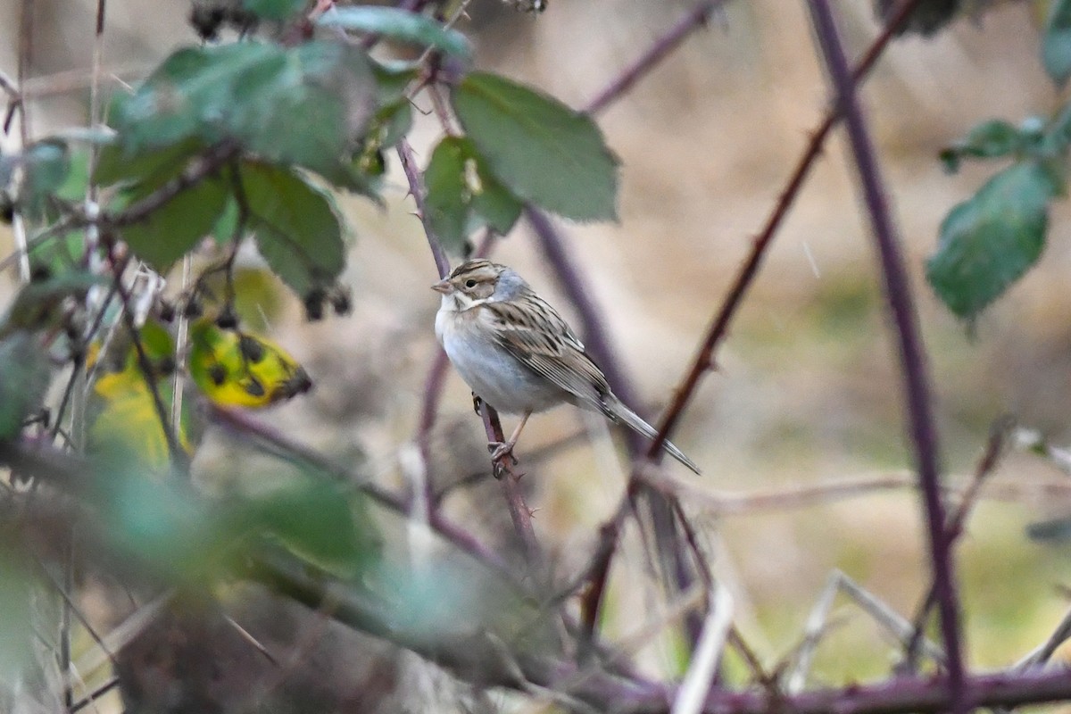 Clay-colored Sparrow - ML135778671