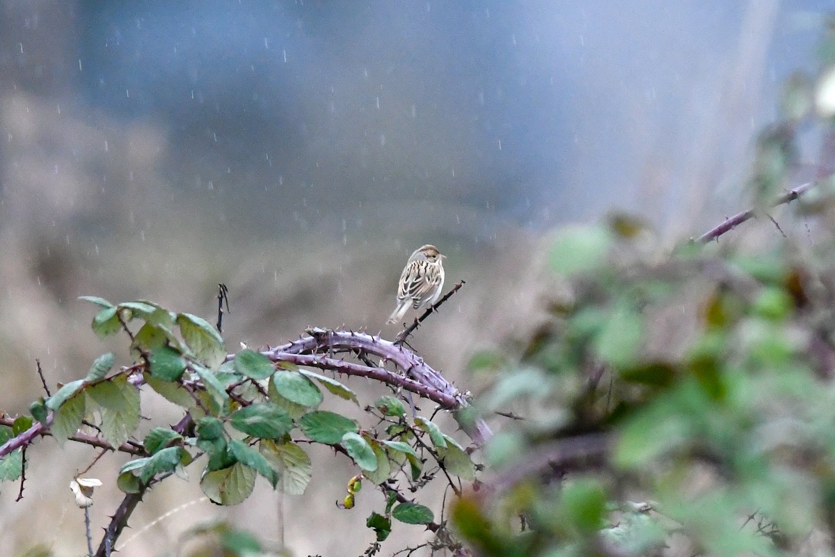 Clay-colored Sparrow - ML135778681