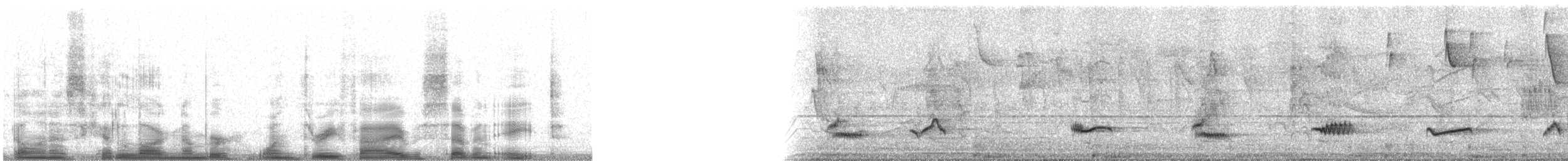 Creamy-bellied Thrush - ML13578