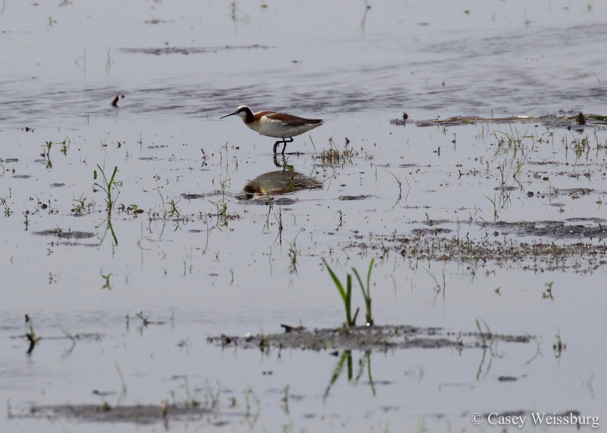 Wilson's Phalarope - ML135780071