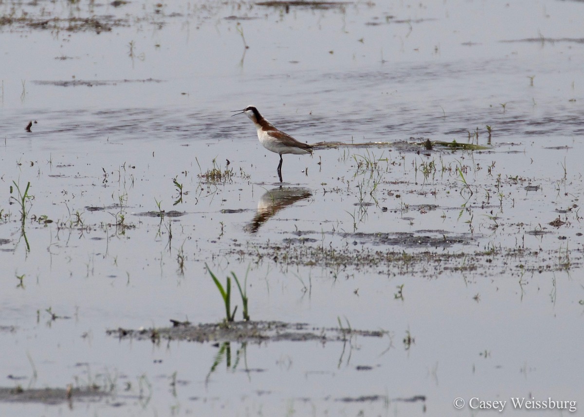 Wilson's Phalarope - ML135780111