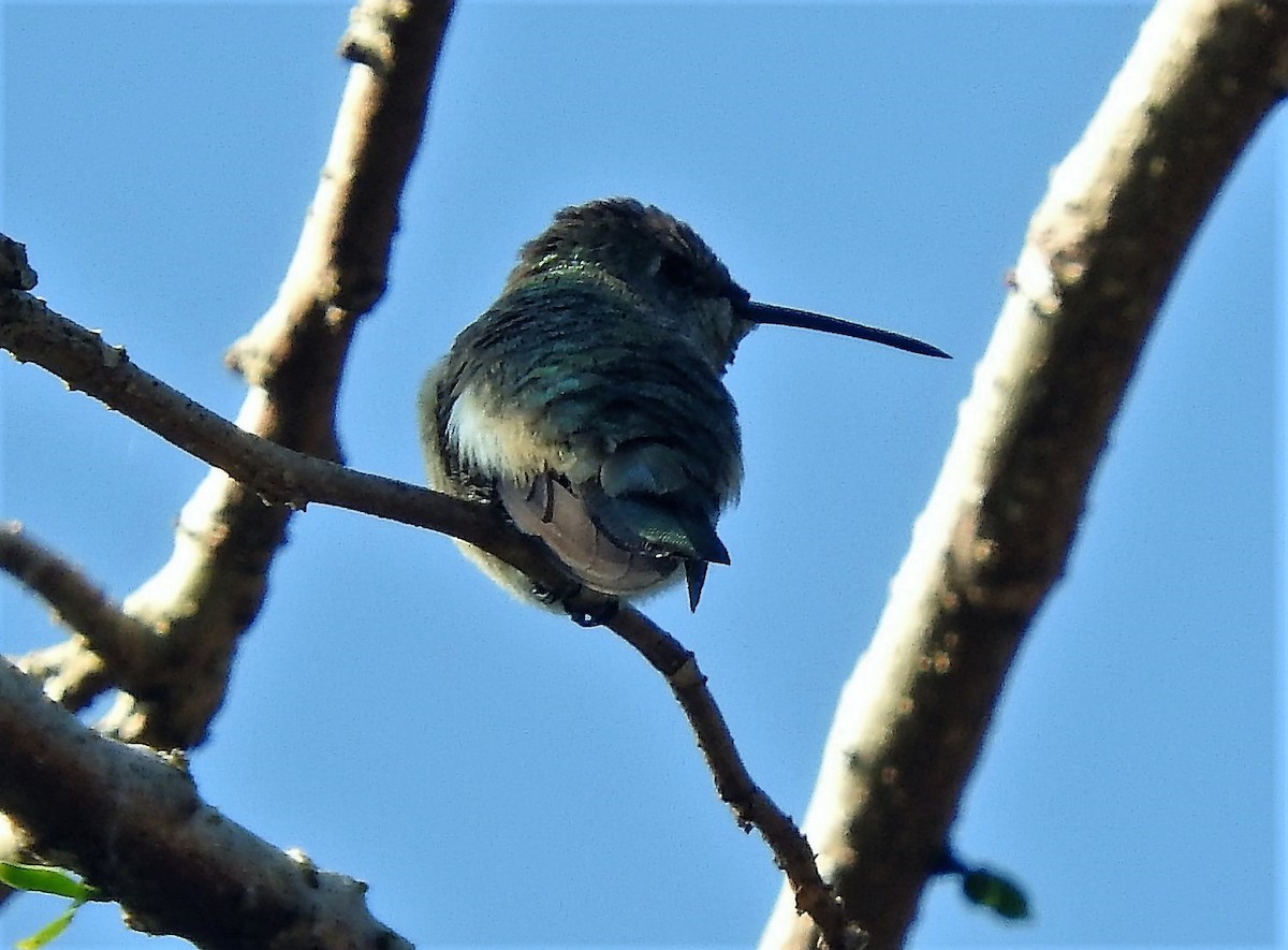 Broad-billed Hummingbird - ML135781041