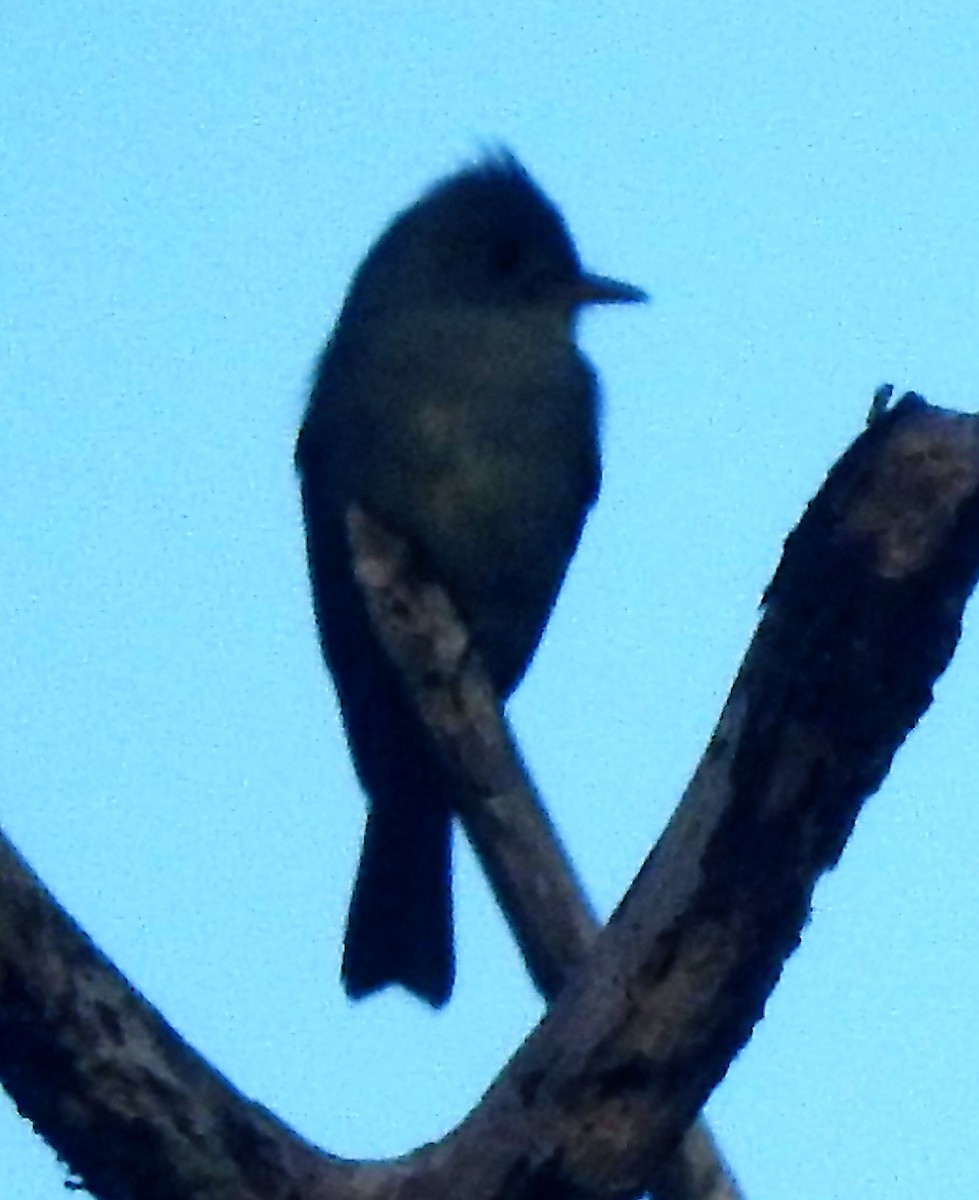 Greater Pewee - ML135782001