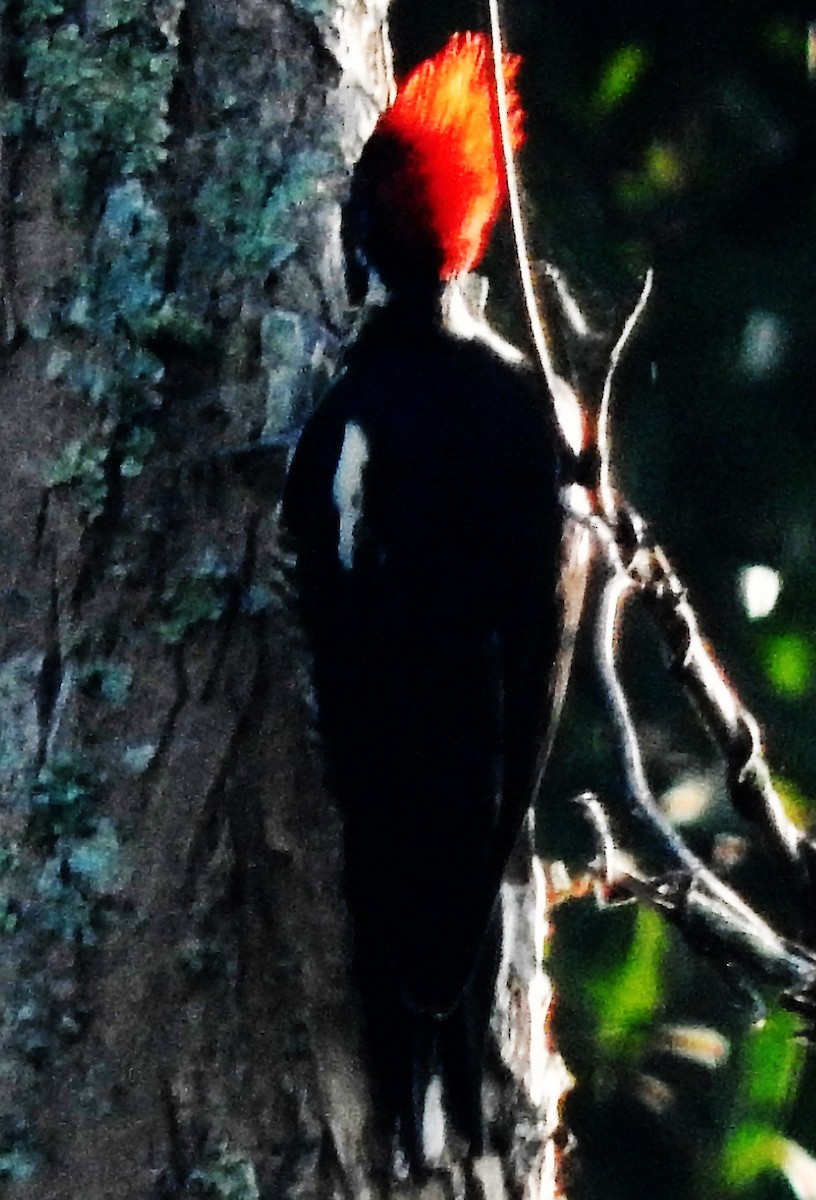 Lineated Woodpecker - ML135782071