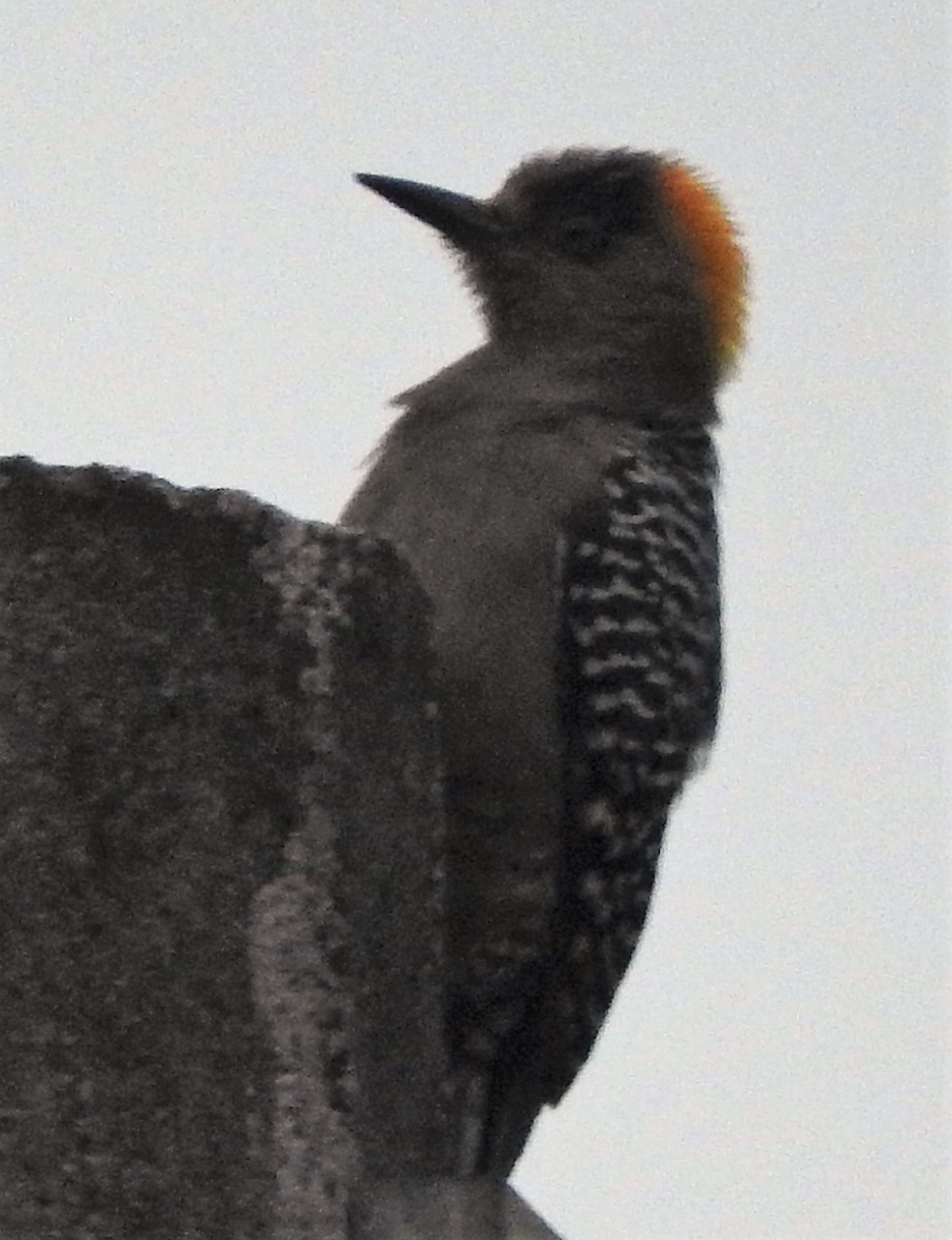 Golden-cheeked Woodpecker - ML135782181
