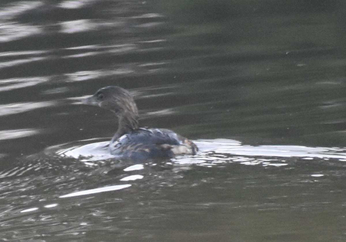 Pied-billed Grebe - ML135784191