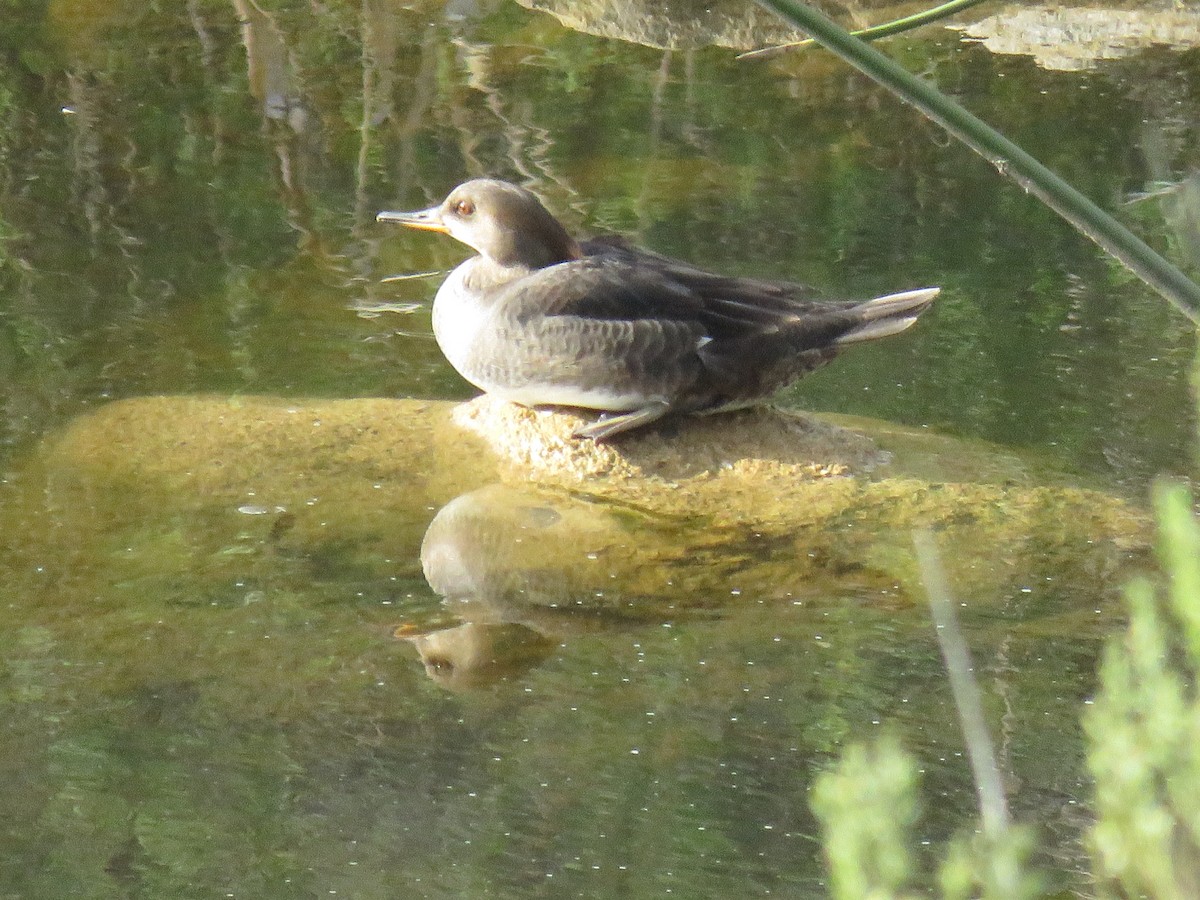 Hooded Merganser - Jane Mygatt