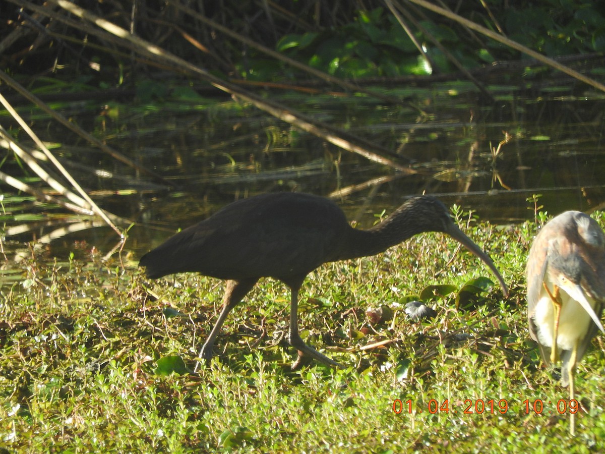 ibis hnědý - ML135784541