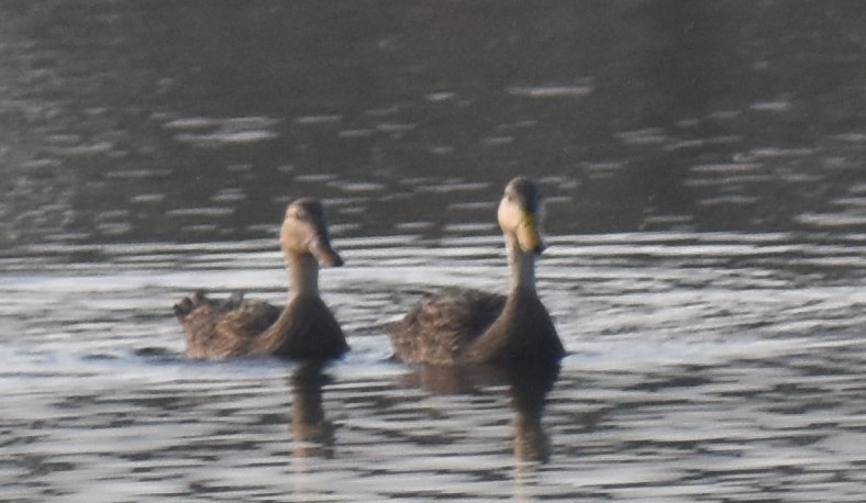 Mottled Duck - ML135785961