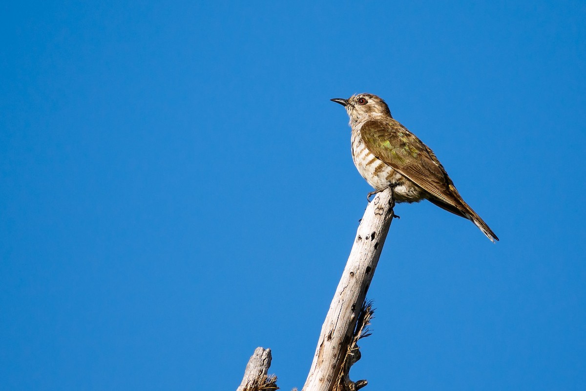 Horsfield's Bronze-Cuckoo - ML135789551