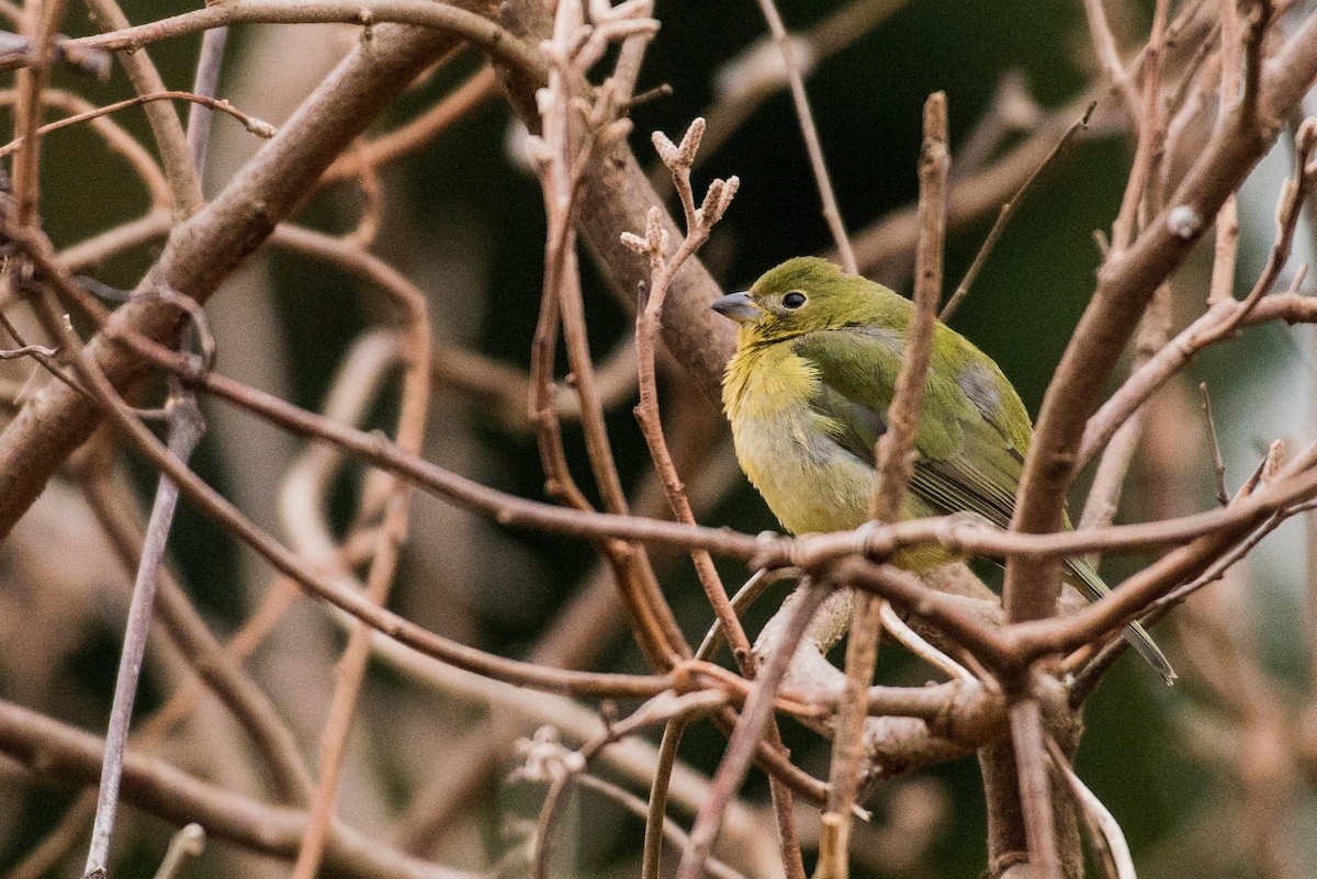 Azulillo Sietecolores - ML135789881