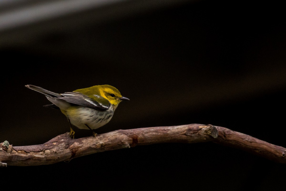 Black-throated Green Warbler - ML135789931