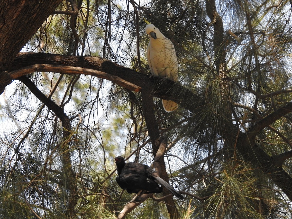 Sulphur-crested Cockatoo - ML135791391