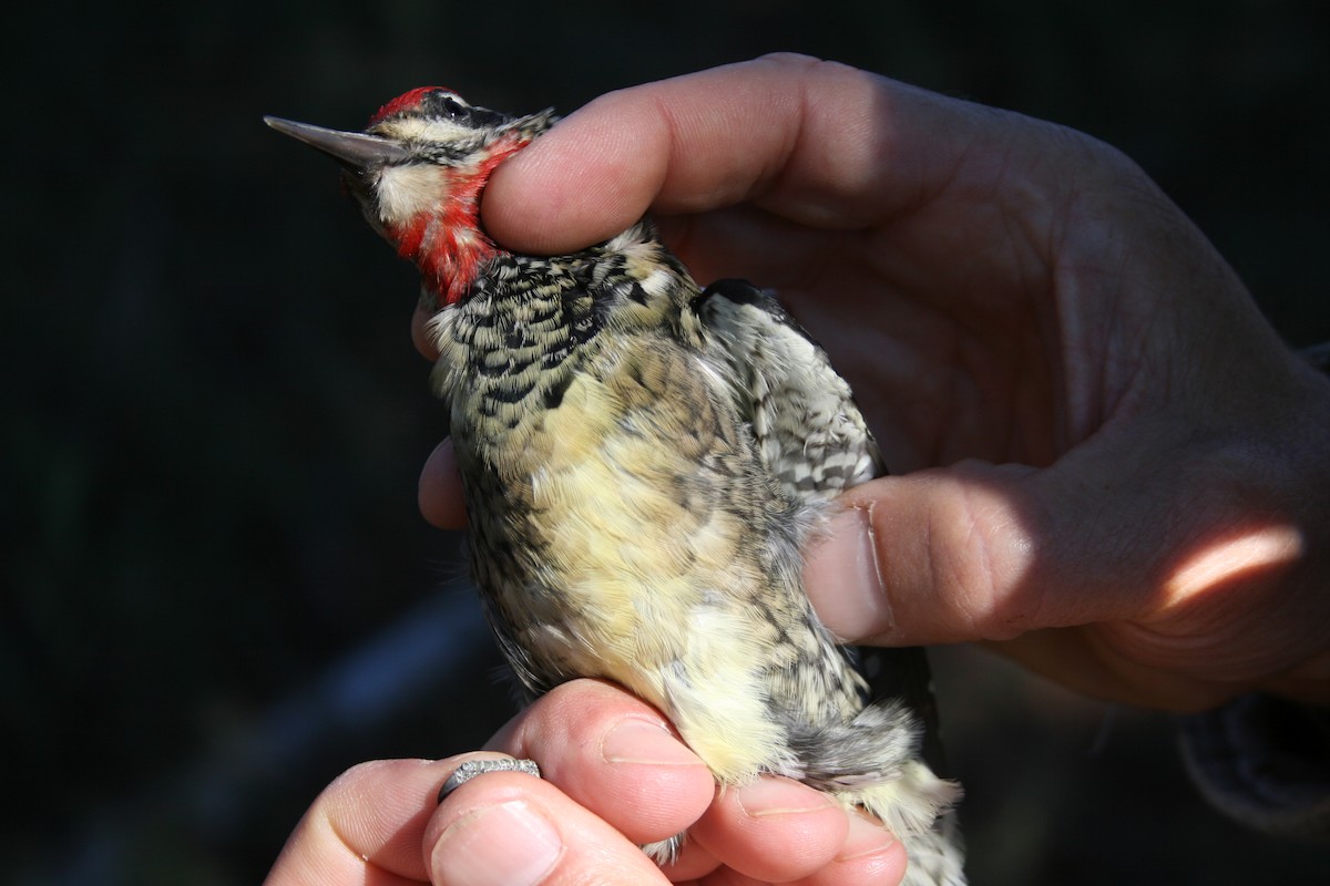 Red-naped Sapsucker - ML135792501