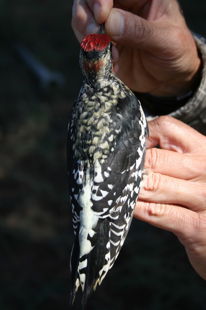 Red-naped Sapsucker - ML135792511