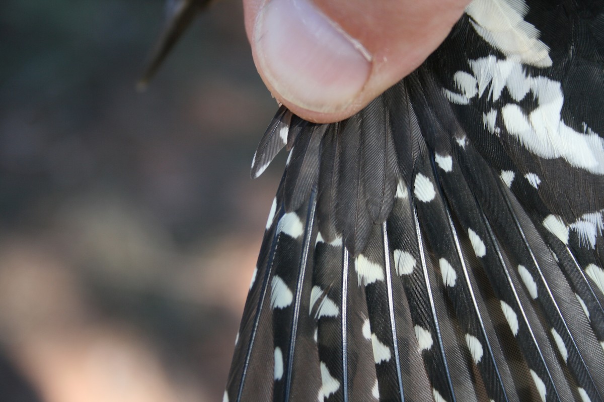 Red-naped Sapsucker - ML135792551