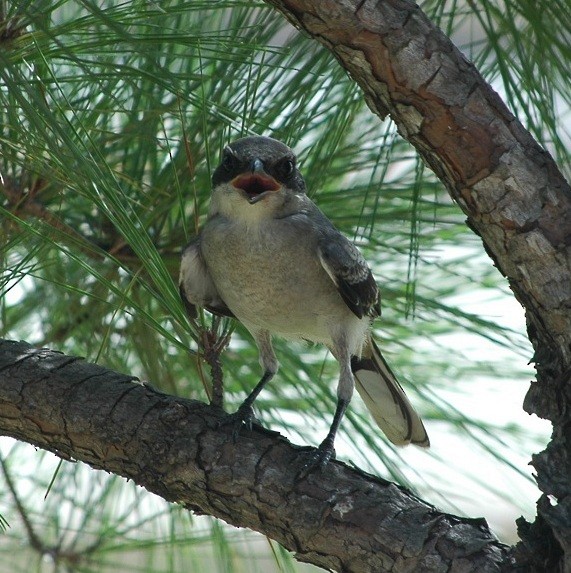 Loggerhead Shrike - ML135793241