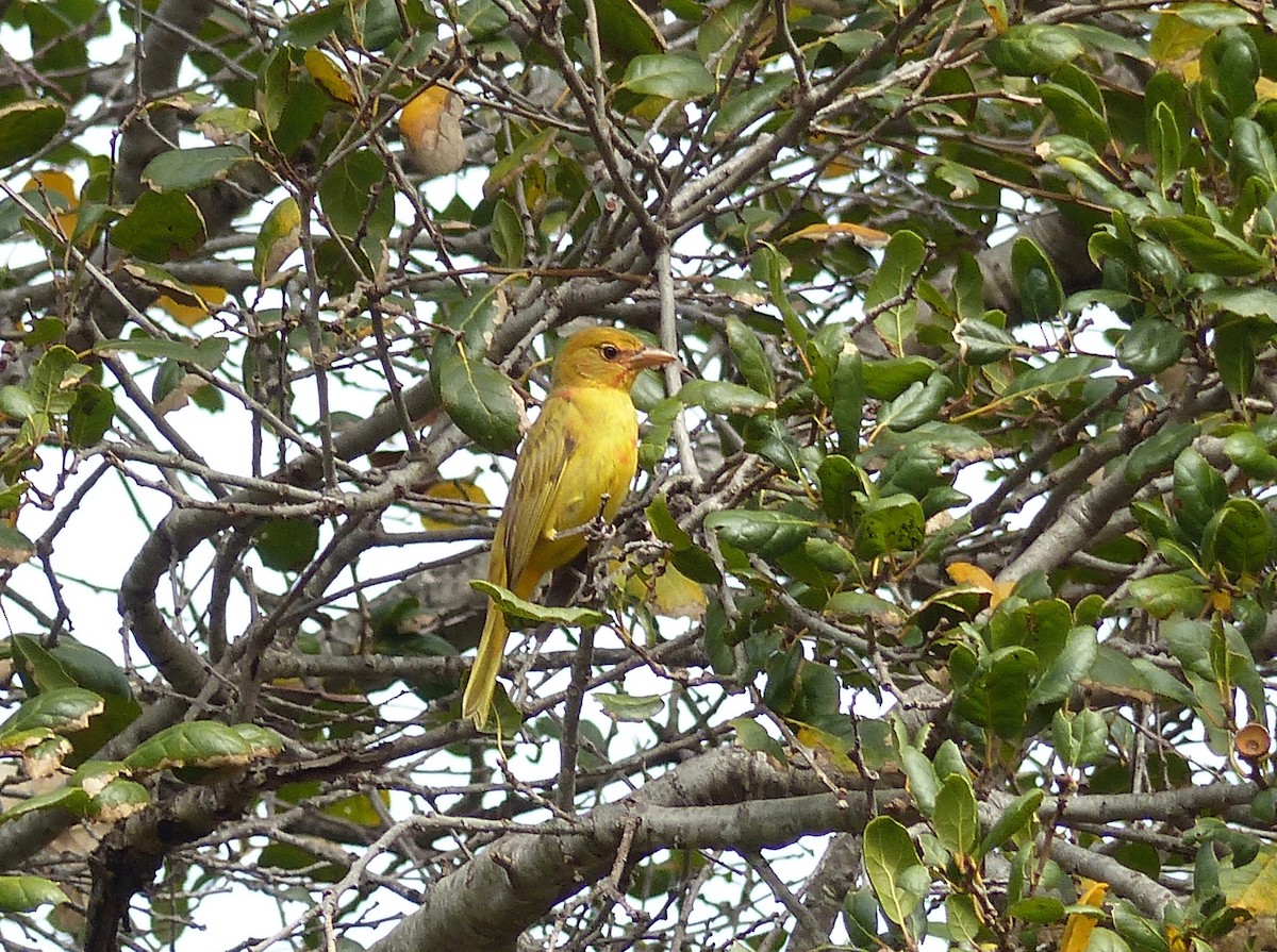 Summer Tanager - ML135793251